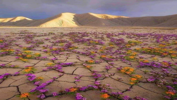 atacamadesertinchilie1 atacamadesertinchilie1