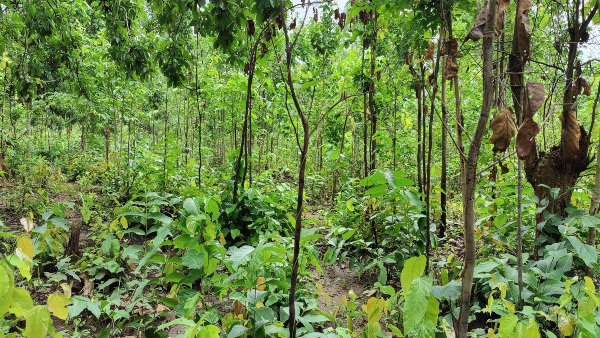odisha