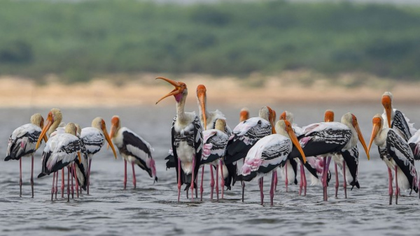 pulicatlake1