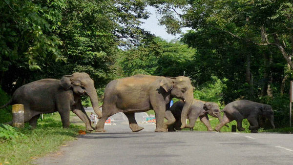 valparai forest parks valparai forest parks
