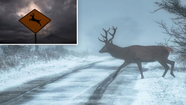 zombiedeerdiseasefoundinusa