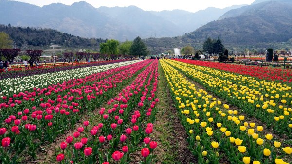 tulipgarden open date tulipgarden open date