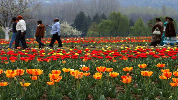 tulipgarden date and timings tulipgarden date and timings