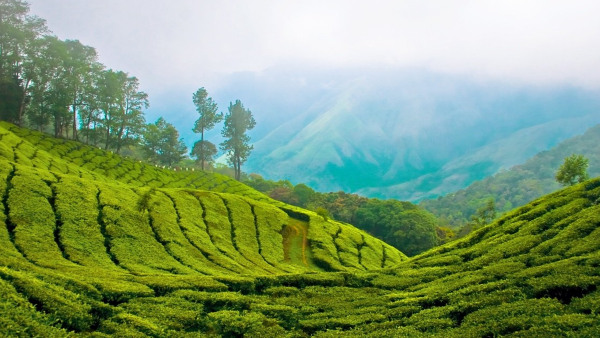 devikulam devikulam