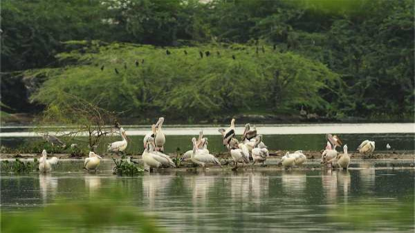 newbirdsanctuariestobeintroducedintamilnadu2 newbirdsanctuariestobeintroducedintamilnadu2