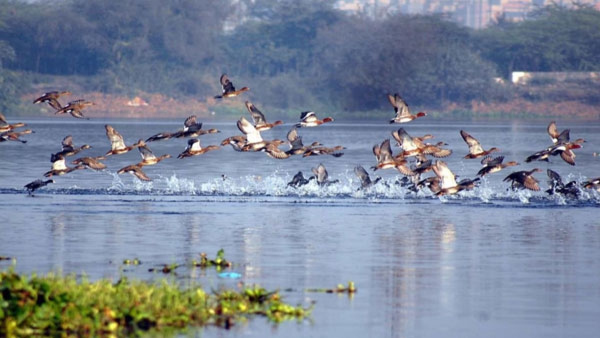 newbirdsanctuariestobeintroducedintamilnadu1 newbirdsanctuariestobeintroducedintamilnadu1
