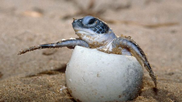 oliveridleyturtlehatchlingsreleased oliveridleyturtlehatchlingsreleased