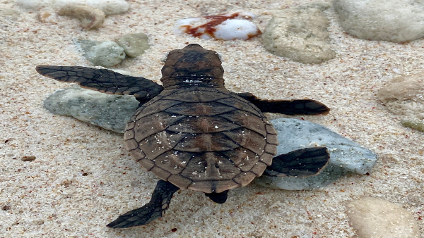 oliveridleyturtlehatchlingsreleased oliveridleyturtlehatchlingsreleased