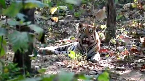 tigersvantara1 tigersvantara1