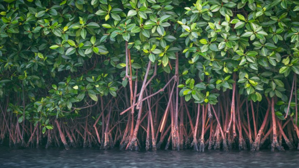 karangadumangroveforest karangadumangroveforest