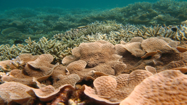 Coral Reefs Lakshadweep Islands Coral Reefs Lakshadweep Islands