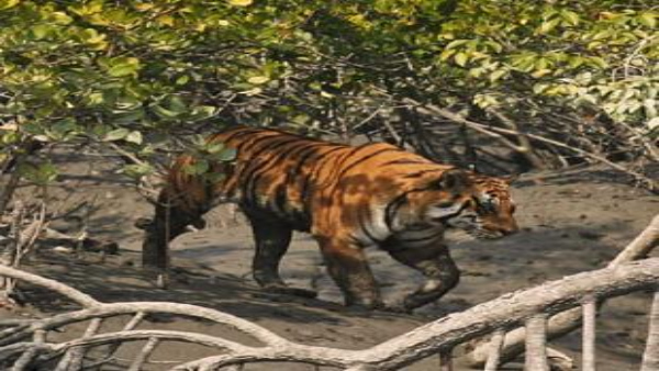Sunderbans West Bengal Sunderbans West Bengal