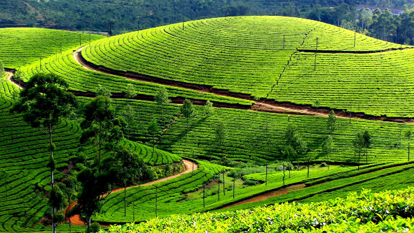 munnar