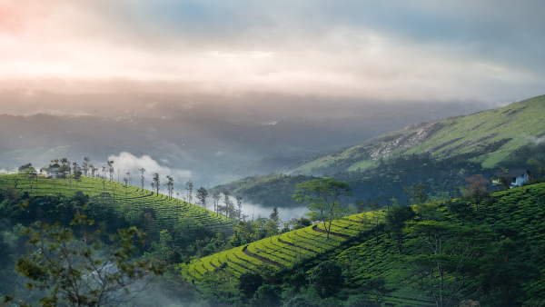 valley-munnar valley-munnar