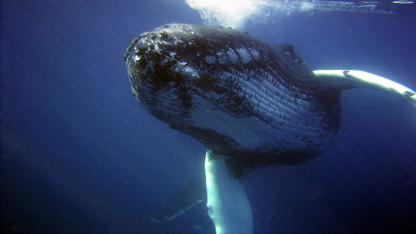 Blue Whale