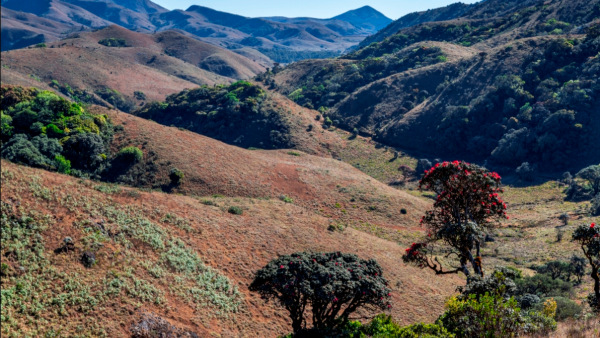 a unique experience in the mudumalai tiger reserve