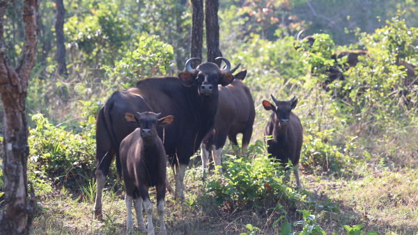 a unique experience in the mudumalai tiger reserve 2