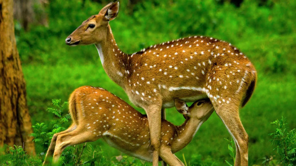 Mudumalai national park Mudumalai national park
