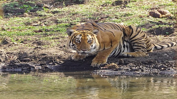 mudumalaitigerreserve mudumalaitigerreserve