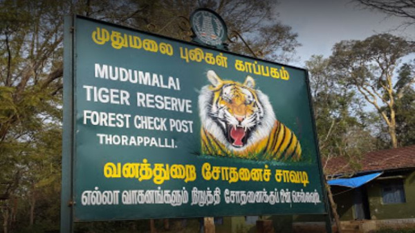 mudumalaitigerreserve2 mudumalaitigerreserve2