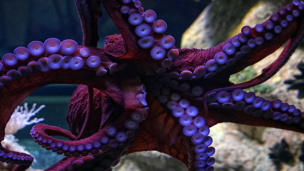 Giant Pacific Octopus