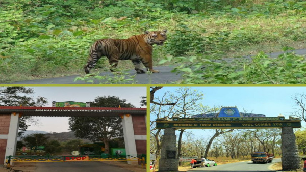 image of mudumalai and anaimalai tiger reserve image of mudumalai and anaimalai tiger reserve