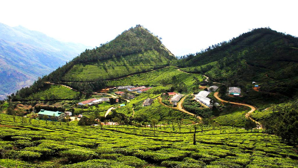 Kolukkumalai Tea Estate Kolukkumalai Tea Estate