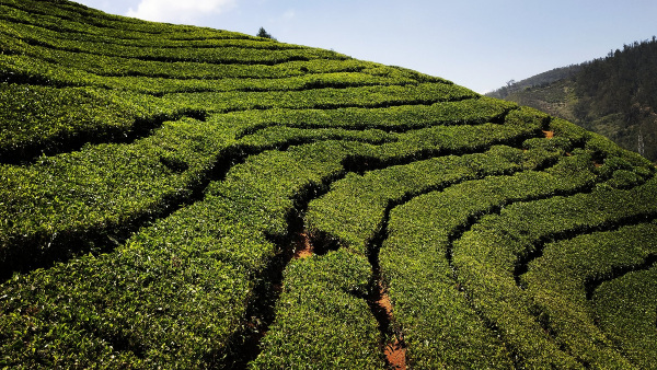 ooty tea estate