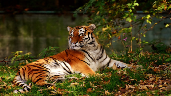 Bangladesh Bangladesh