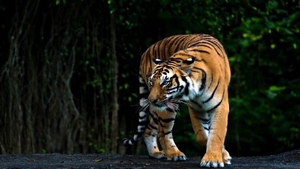India India