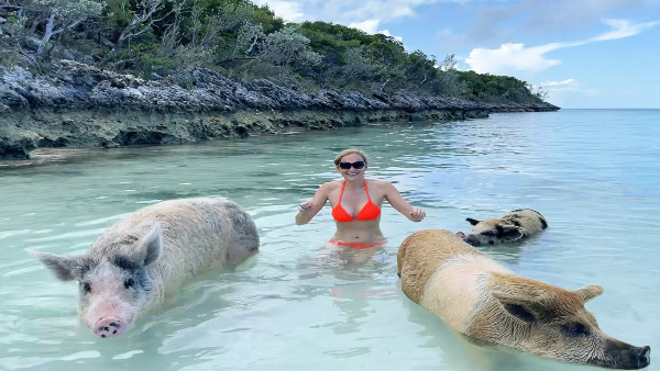 Pig island Pig island