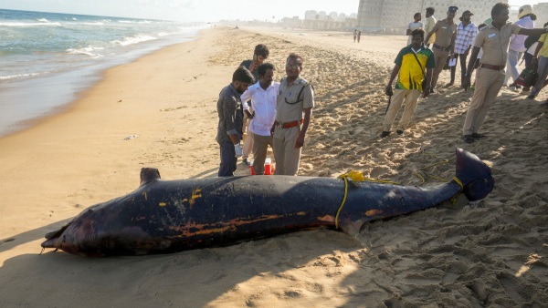Dolphin found at Marina beach Dolphin found at Marina beach
