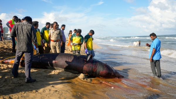 Dolphin found at Marina beach Dolphin found at Marina beach
