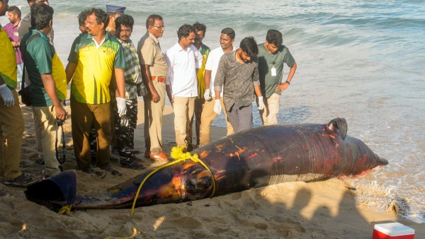Dolphin found at Marina beach Dolphin found at Marina beach