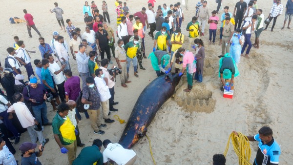 Dolphin found at Marina beach Dolphin found at Marina beach