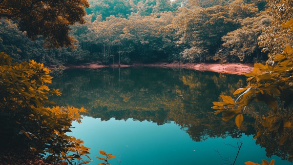 Forest Cover