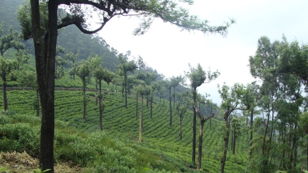 Manjolai