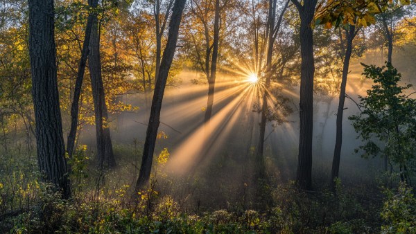 Forest Forest
