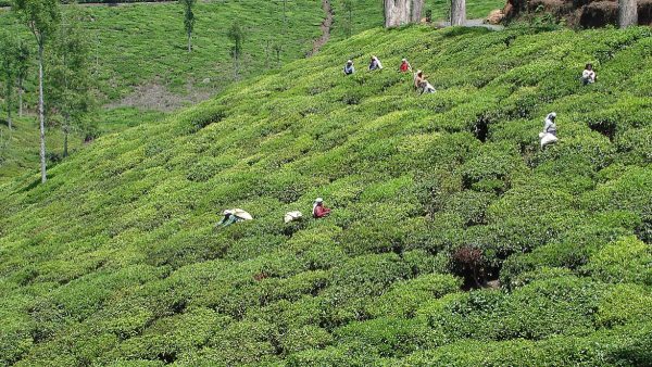 Kotagiri Tamil Nadu