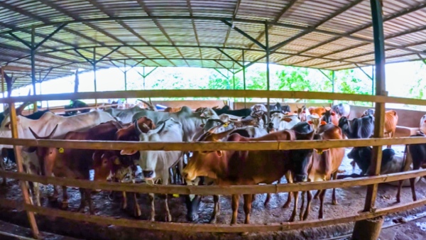 Cattle Shelter Cattle Shelter