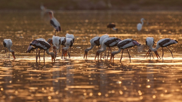 Know the amazing significance of Trichy Birds Park