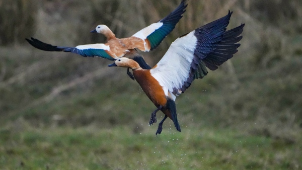Know the amazing significance of Trichy Birds Park