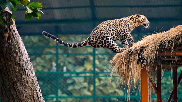 Leopard