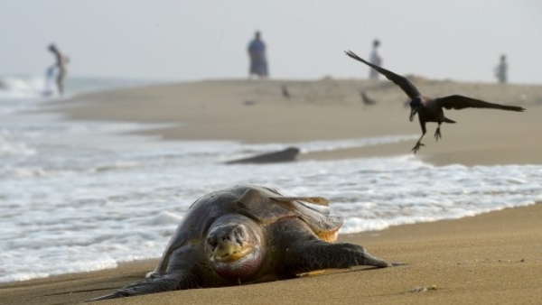 Olive ridley