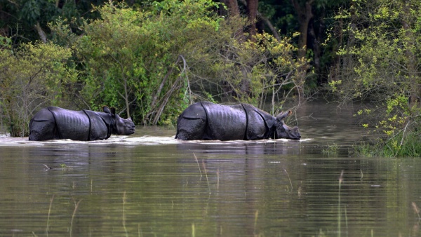 Wildlife