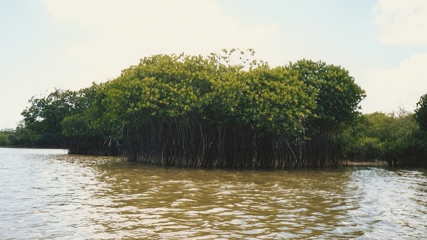 Pichavaram Pichavaram