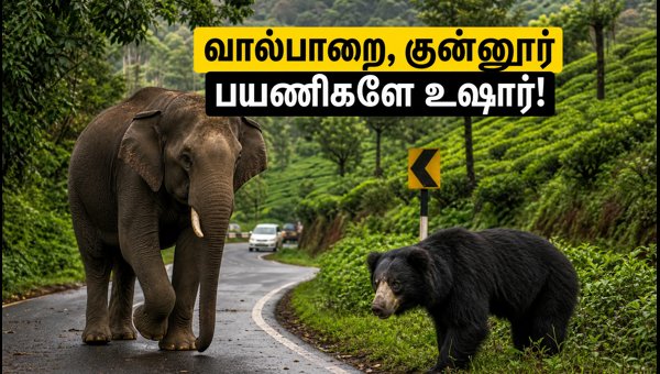 Valparai and Coonoor Travel Guide 2026: Wildlife Safety Tips and Emergency Contacts for Tourists