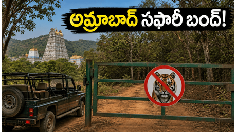 శ్రీశైలం వెళ్లే భక్తులకు అలర్ట్! అమ్రాబాద్ సఫారీ బంద్.. మీ ప్రయాణ ప్లాన్ మార్చుకోవాల్సిందే!