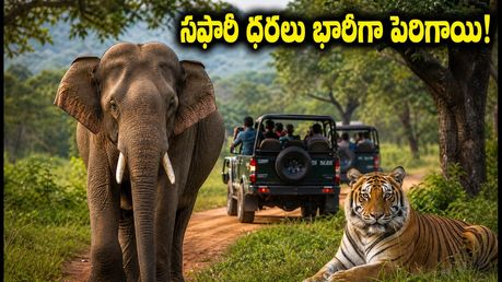 బందీపూర్, నాగరహొళె వెళ్తున్నారా? సఫారీ ధరలు భారీగా పెరిగాయి.. కొత్త రేట్లు, బుకింగ్ టిప్స్ ఇవే!