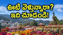 ఊటీ ఫ్లవర్ షో మొదలైంది.. ట్రాఫిక్ ఇబ్బందులు లేకుండా పర్యాటకులు ఈ రూట్లలో వెళ్తేనే బెస్ట్!